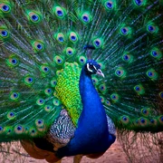 Pavo cristatus png
