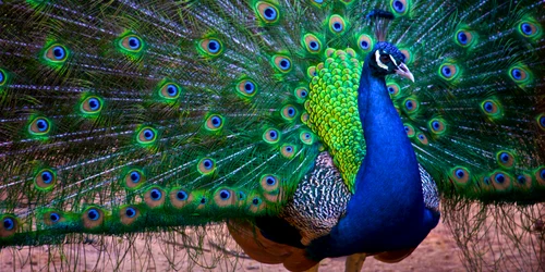 Pavo cristatus png