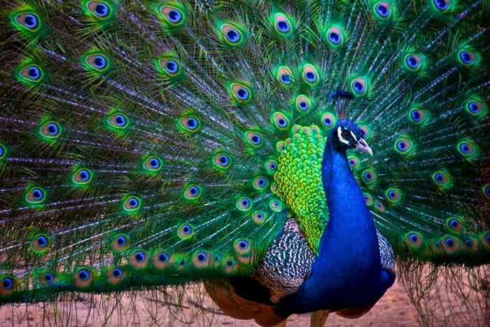 Descoperirea cercetărilor schimbă tot ce știam despre păuni / Sursa foto: deștepti.ro