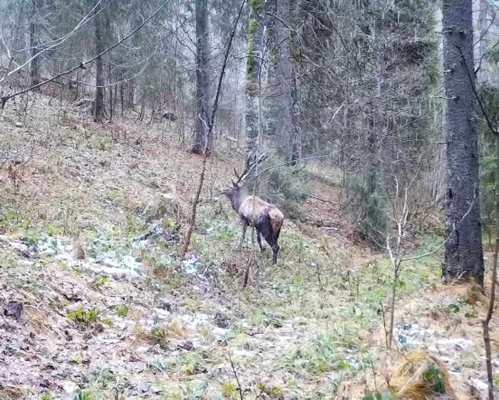 Cerbul solitar filmat în Apuseni. Foto. captură video Romsilva