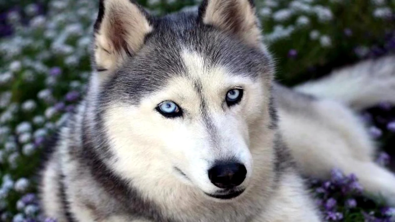 
    Bărbatul riscă ani grei de închisoare și o amendă colosală pentru că a întreținut relații sexuale cu un huskyfoto: milliwall.com  