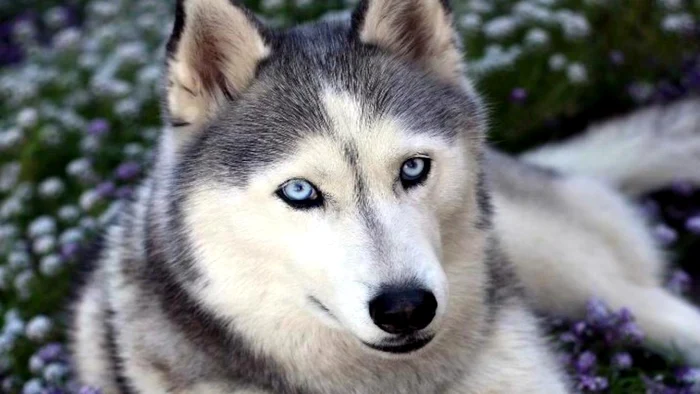 
    Bărbatul riscă ani grei de închisoare și o amendă colosală pentru că a întreținut relații sexuale cu un huskyfoto: milliwall.com  