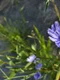 chicory 2691291 640 jpeg