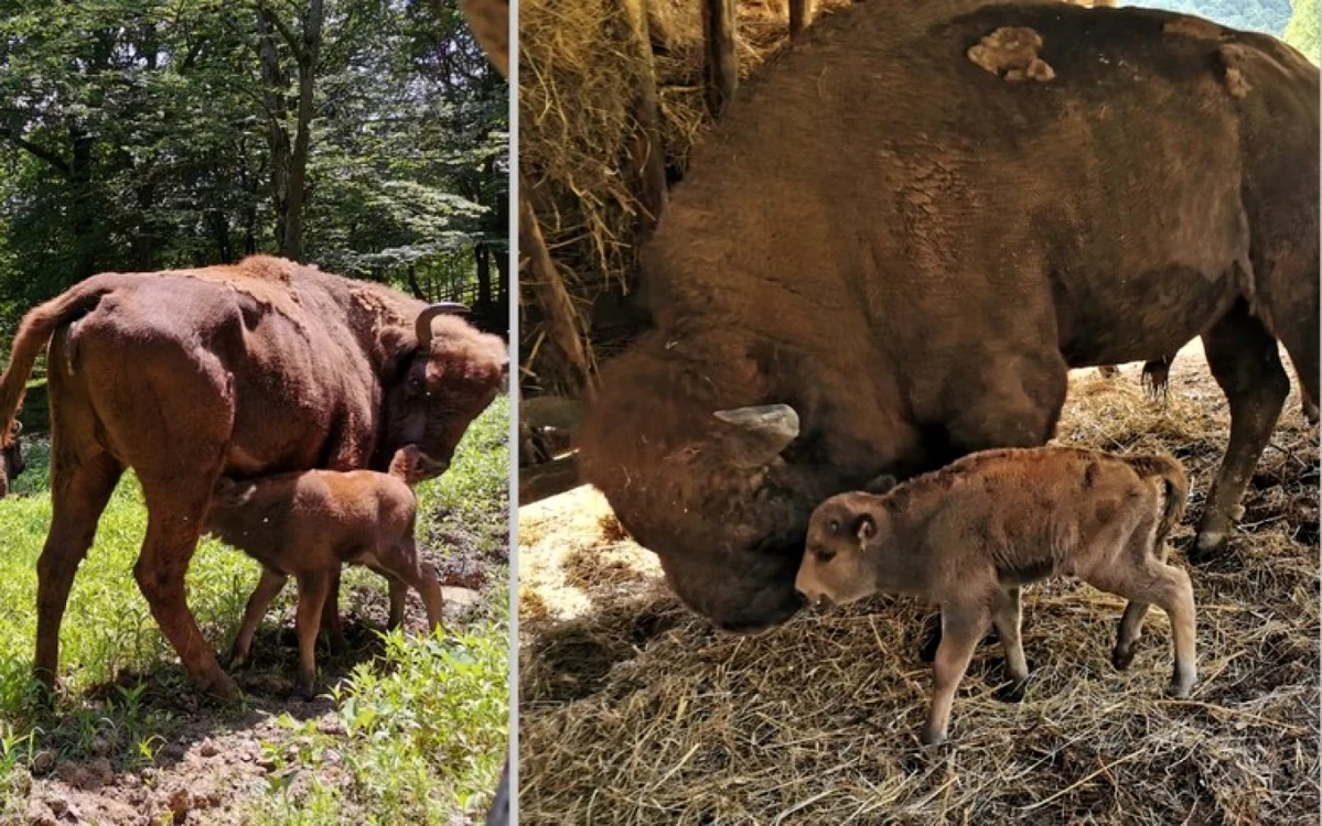 Zimbrul Românaş şi mama sa. Foto: Direcţia Silvică Hunedoara.