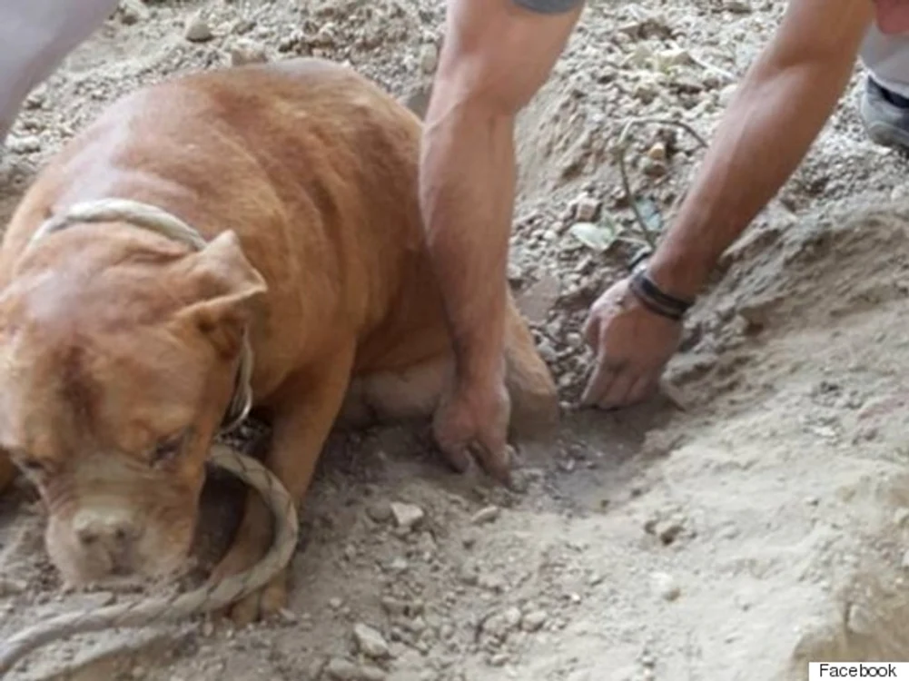 
    Nu-i venea să creadă că este capul unui buldog viufoto: huffingtonpost.uk.com  