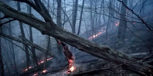 Incendiu în pădurile de pe Valea Oltului Vâlcea Brezoi zona Debuşare de lângă DN 7 - E 81 Foto ISU Vâlcea 