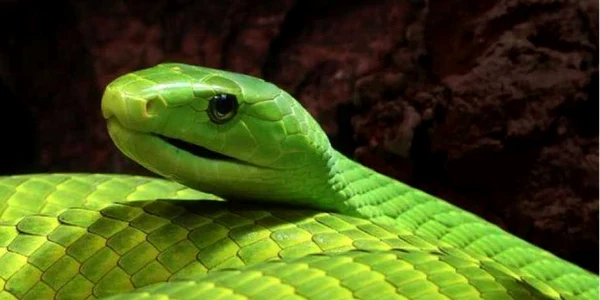 mamba verde