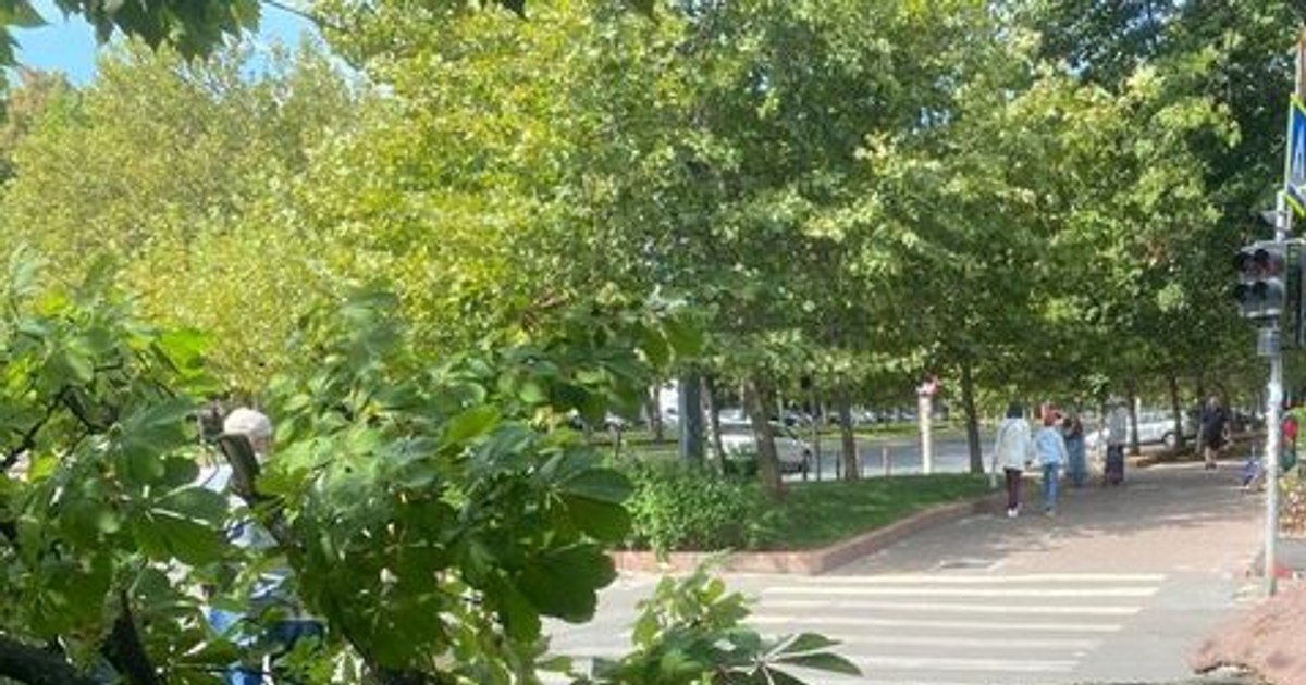 Incident în Capitală: Un copac căzut blochează circulația în centrul Bucureștiului