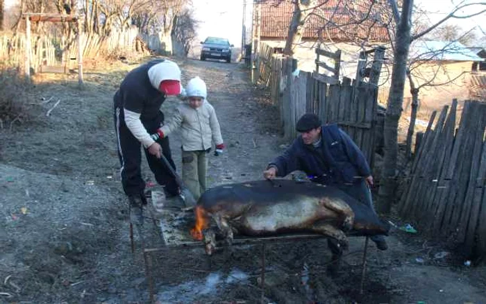 Gospodarii valceni au inceput sacrificarea traditionala a porcului