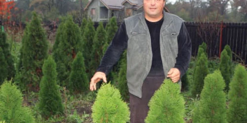 Arbuştii de tuia au scos viile din Călugăreni