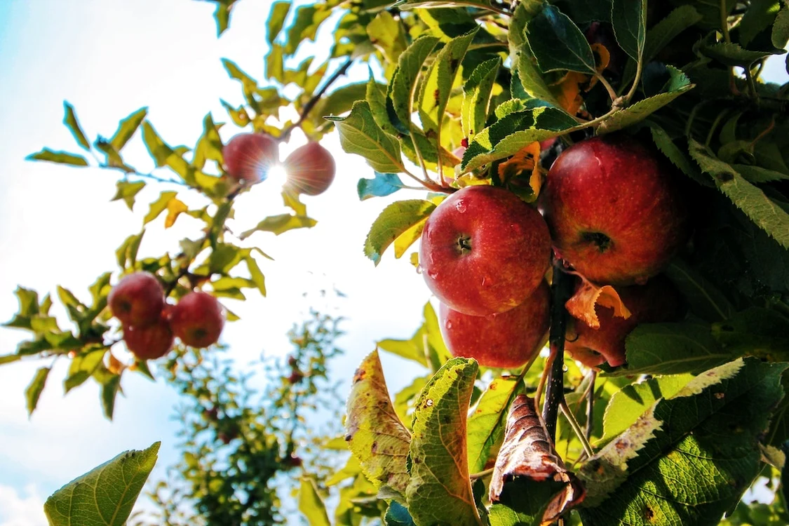 Pomii fructiferi au nevoie de tratamente pentru a fi productivi FOTO Adevărul