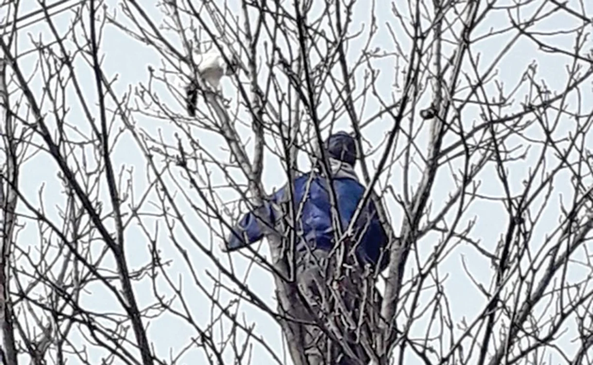 Pisica stătea cocoţată la 15 m înălţime