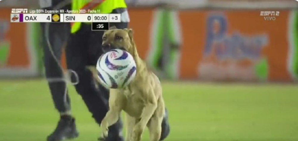 Câine pe teren! Meci de fotbal din Mexic, întrerupt după ce un patruped a „furat” mingea VIDEO 
