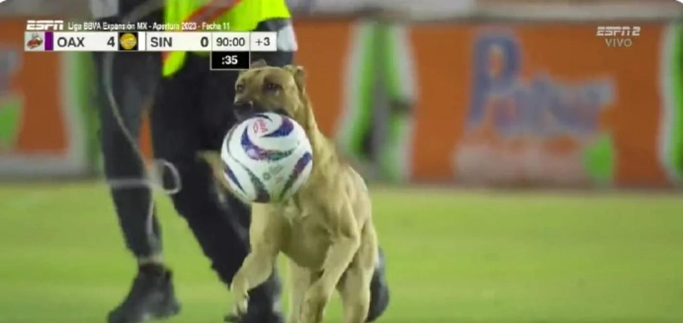 Un câine a intrat pe teren în timpul unui meci din Mexic. Foto Captură video X (Twitter)