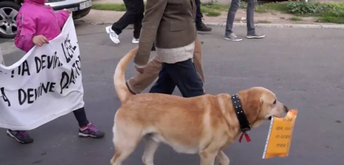 Labradorul - activist de mediu de la Mangalia