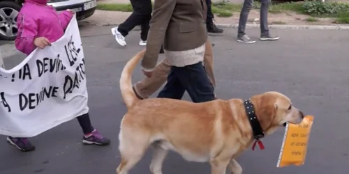 Catelul protestatar de la Mangalia
