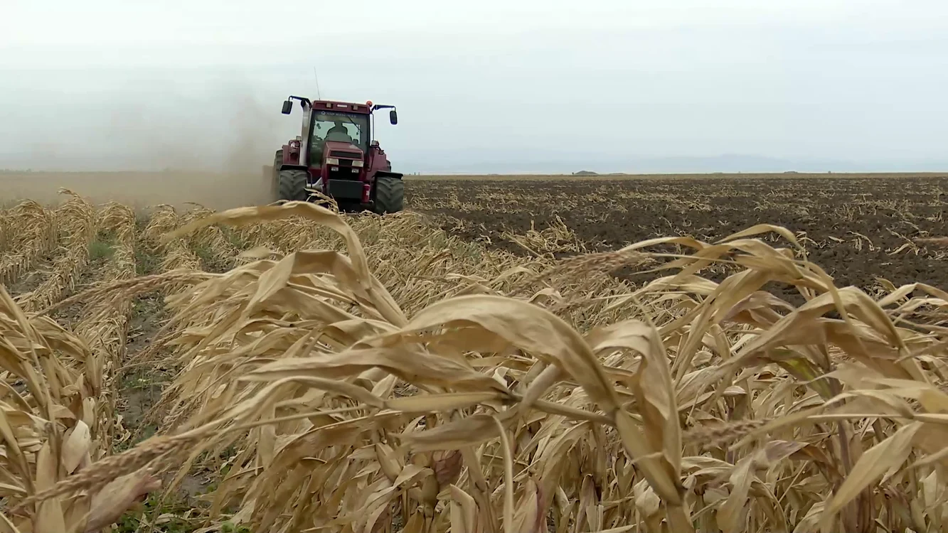 Un tractor într-un lan de porumb
