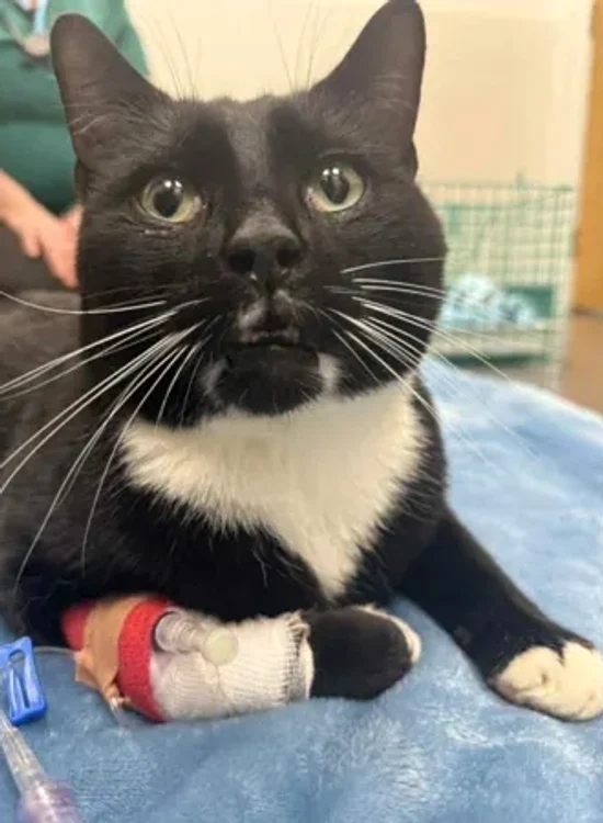 Wolverine / Foto: BBC