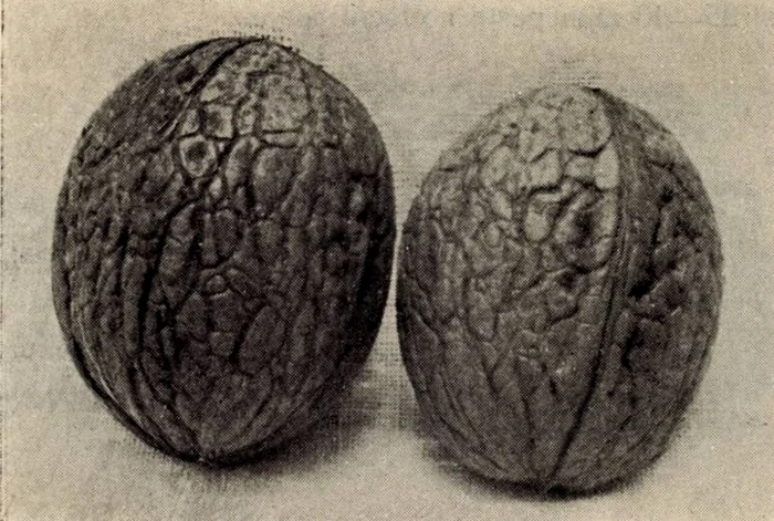 Nuci de Sibișel. 1936. Revista pădurilor.
