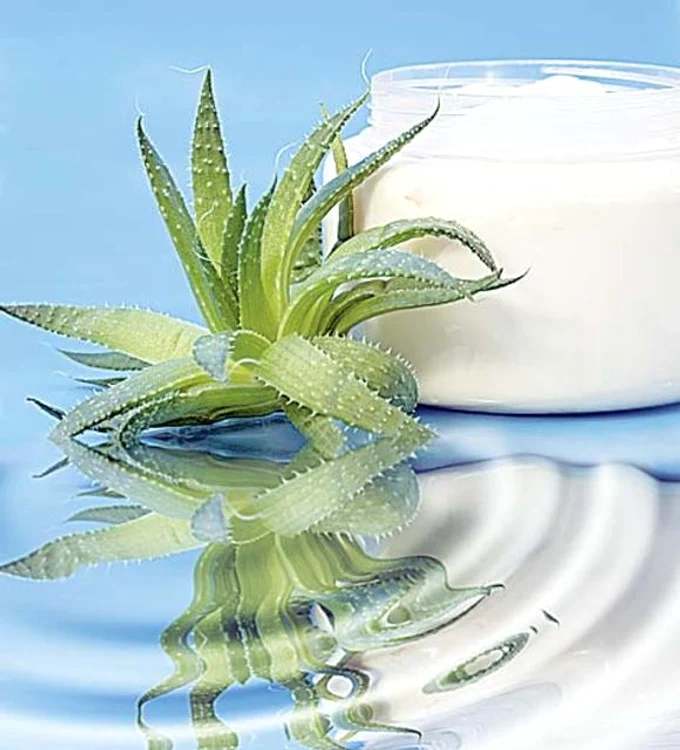Unul dintre cele mai căutate tratamente naturiste cu aloe vera şi miere este cel pentru stoparea şi combaterea cancerului foto: Click!