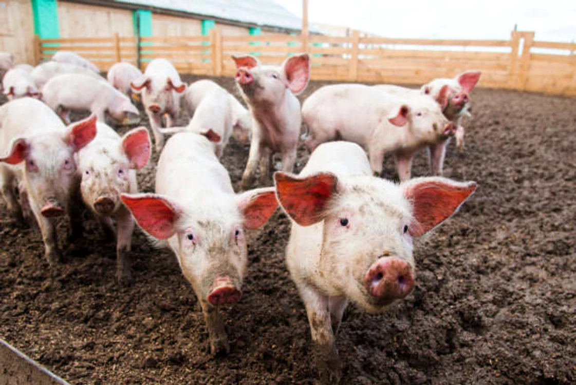 Porci ferma Arad