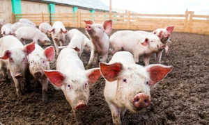 87673787460432porci1 jpg