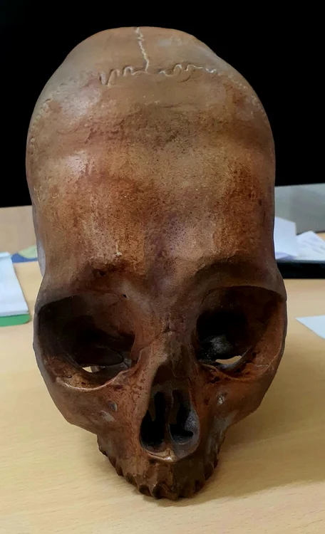 Replica unui craniu deformat. FOTO Muzeul Județean Buzău