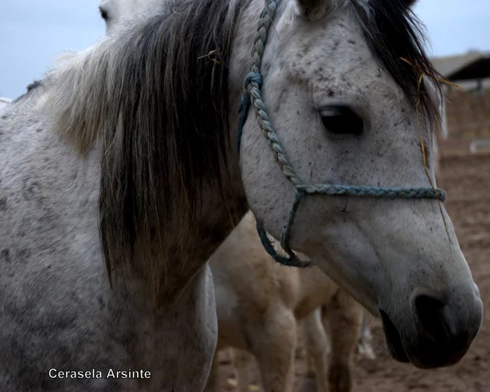 Botezul cailor, tradiţia rurală păstrată în Dobrogea FOTO Cerasela Arsinte