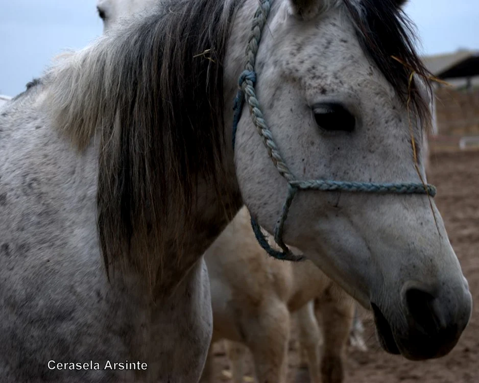 Botezul cailor, tradiţia rurală păstrată în Dobrogea FOTO Cerasela Arsinte
