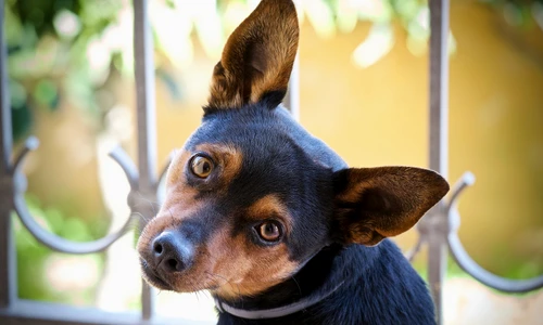 1 dog 3981506 1920 jpg jpeg