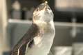 pingu 1 326651515151 jpeg