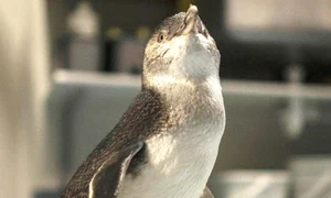 pingu 1 326651515151 jpeg