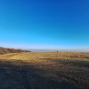 stejarul holm (1) jpg