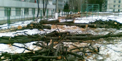 Arborii împiedicau la realizarea unui nou proiect imobiliar