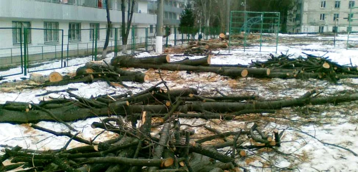 Arborii împiedicau la realizarea unui nou proiect imobiliar