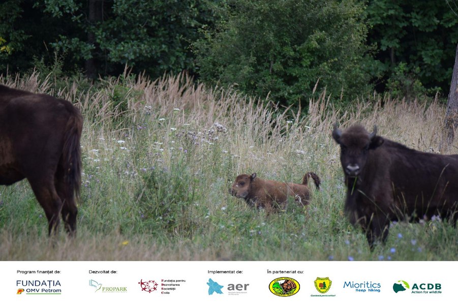 Zimbruţa de la Parcul Vânători Neamţ a fost „botezată“. Care este numele puiului de zimbru 