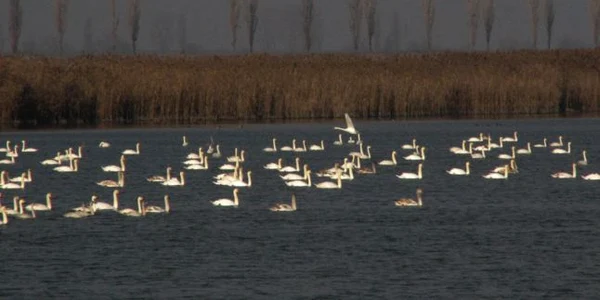 calarasi lac