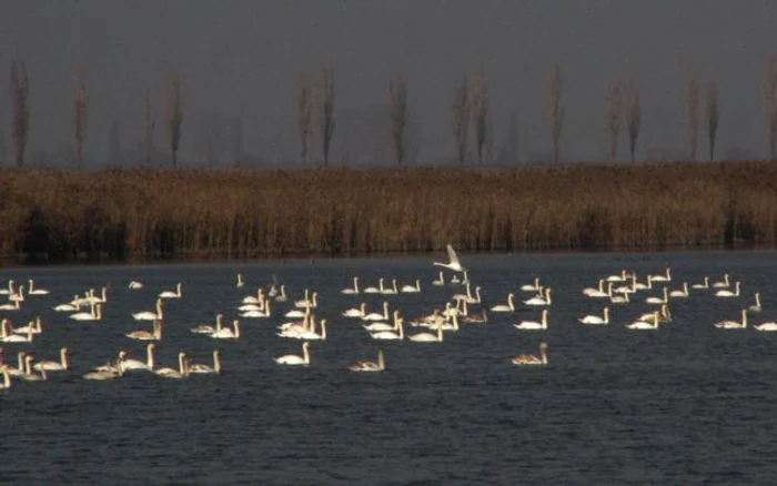 Lacul Iezer, arie naturală protejată