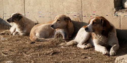 Autorităţile fac planuri pentru maidanezi Foto: Alex Policală