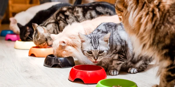 pisici hrana mancare shutterstock 1737698339 jpg