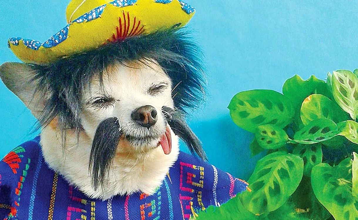 
    Priviți-mă în ochi și  spuneți-mi: nu semăn cu  un mexican autentic?  