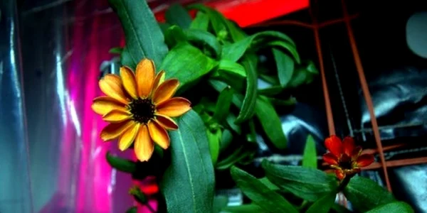 floare iss