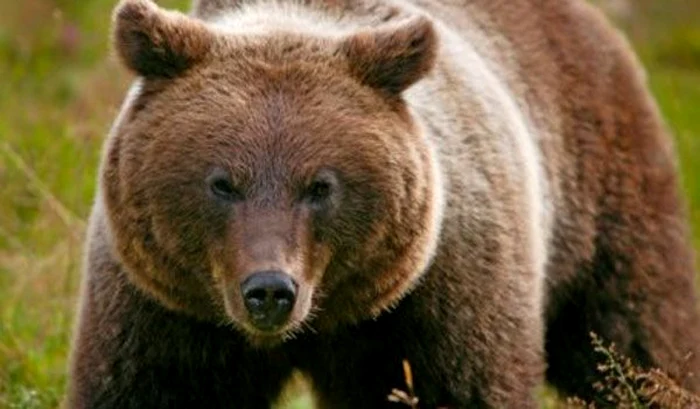 Primarul localităţii spune că au mai avut loc atacuri ale ursului. FOTO: aradon.ro