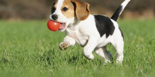 rase de caini care nu miros urat