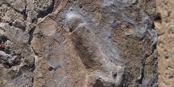p pompeii