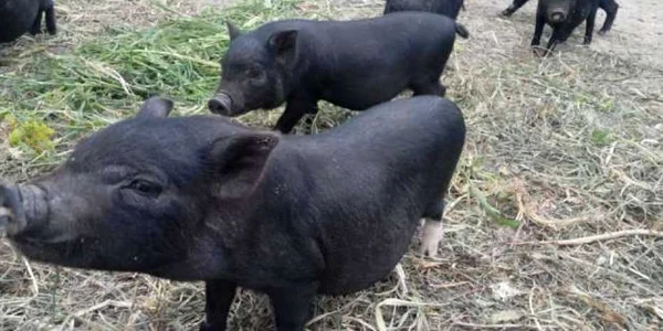 porci vietnamezi