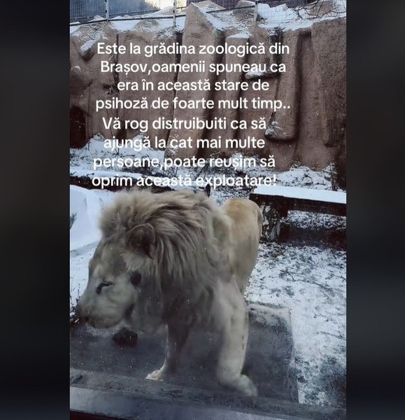 Ce se știe despre leul aflat „în stare de psihoză”. Răspunsul dat de reprezentanții Zoo Brașov