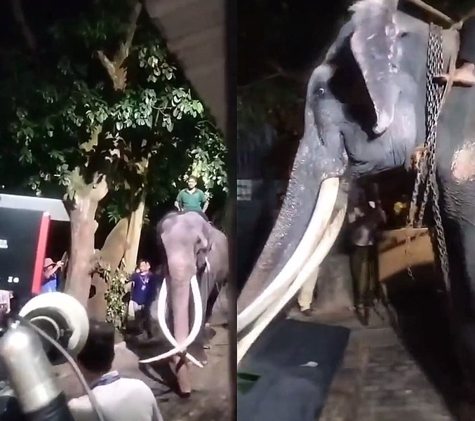 Elefantul care a iscat o dispută diplomatică între Thailanda și Sri Lanka. Acuzațiile dintre cele două țări