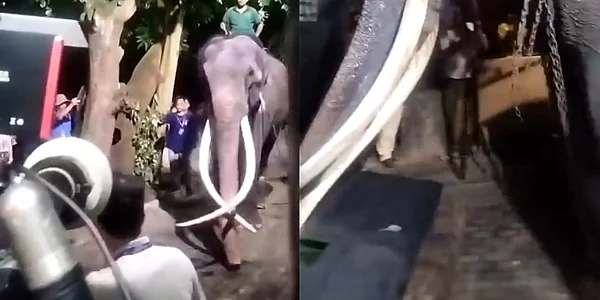 Elefant Twitter jpg