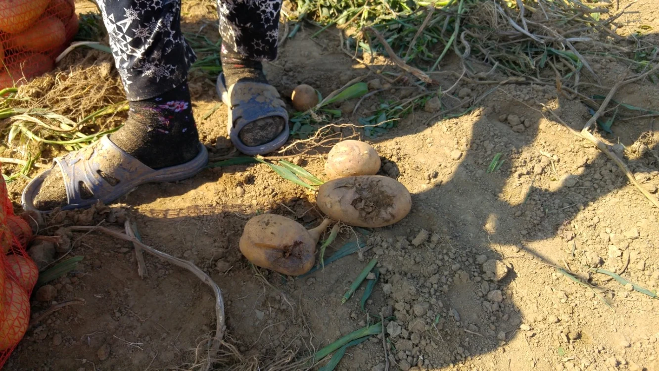 Probleme sunt şi în privinţa verzei, care ar fi trebuit să fie cultivată de mult.